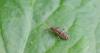 Entomobrya muscorum